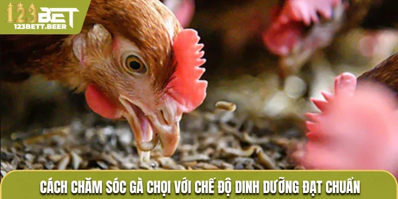 Cách chăm sóc gà chọi với chế độ dinh dưỡng đạt chuẩn