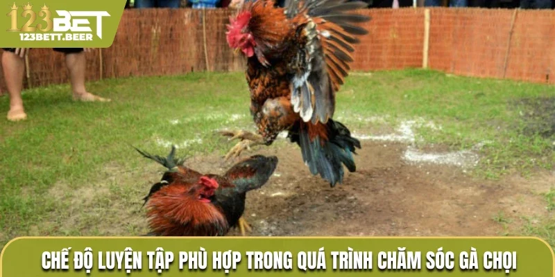 Chế độ luyện tập phù hợp trong quá trình chăm sóc gà chọi