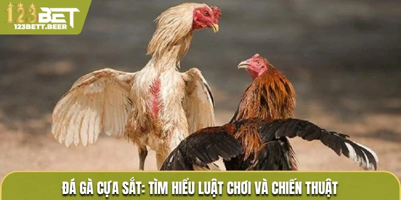 Đá gà cựa sắt