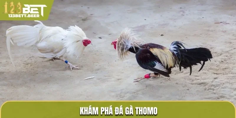Khám phá đá gà Thomo